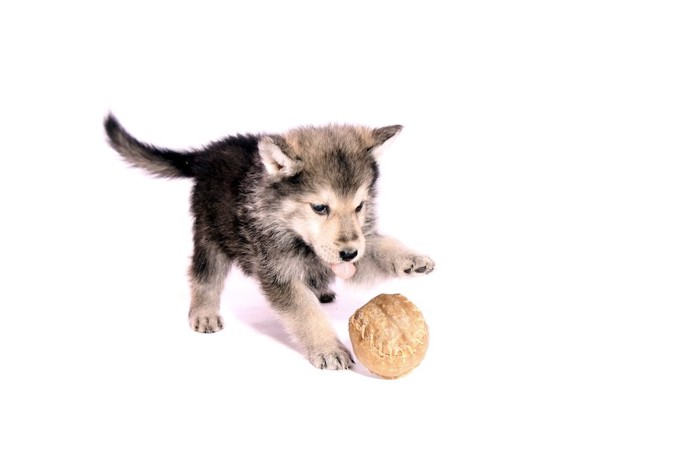 ボールで遊ぶウルフハウンドの子犬