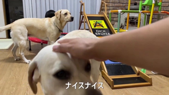 頼もしい姉犬に感嘆