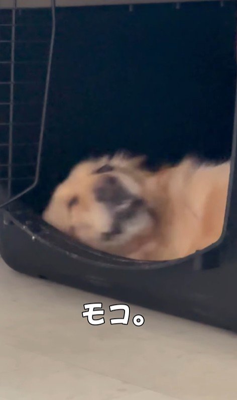 モコちゃんの寝起きの瞬間4