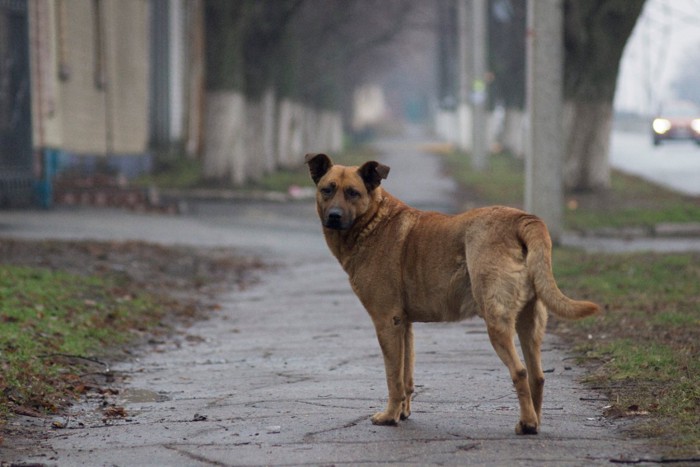 ウクライナの茶色い野良犬