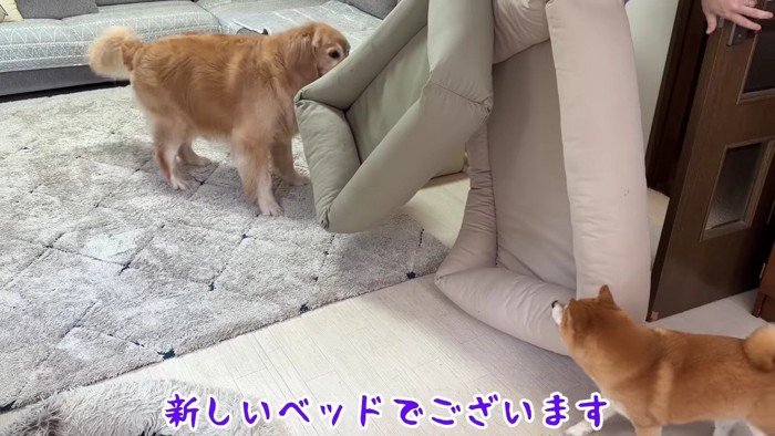 新しいベッドがやってきた！
