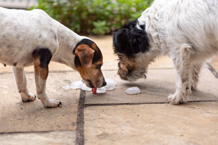 氷をなめる2頭の犬