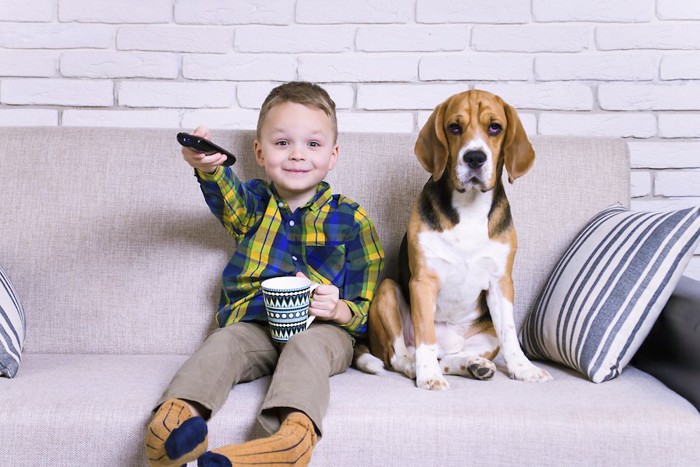 ソファで男の子とテレビを見るビーグル犬