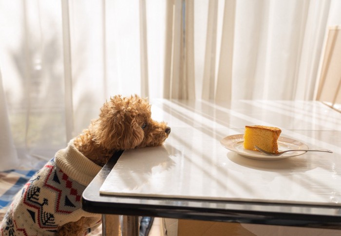 カステラを見つめる犬