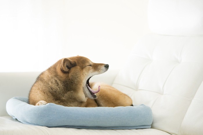 あくびする犬