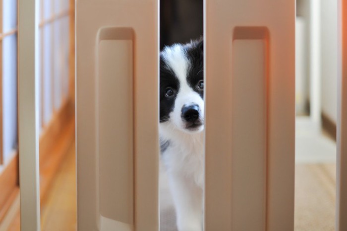 ドアの隙間から覗く犬