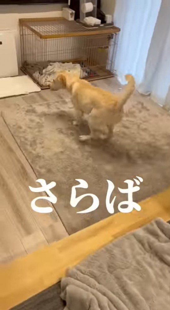 逃げる犬