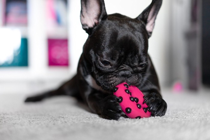 おもちゃで遊ぶ黒い犬