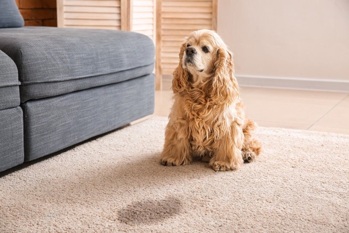 犬の前にカーペットの染み