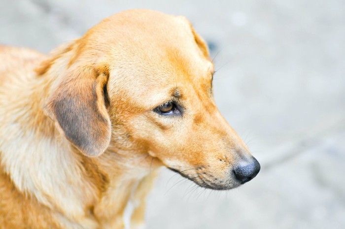 顔をそらしている犬