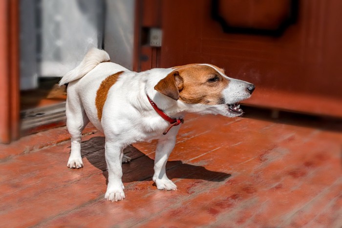 ドアの外に出て吠える犬