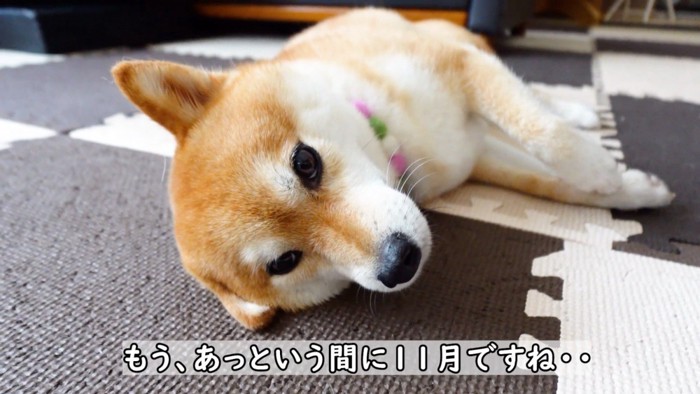 横になりながらカメラを見つめる姉犬