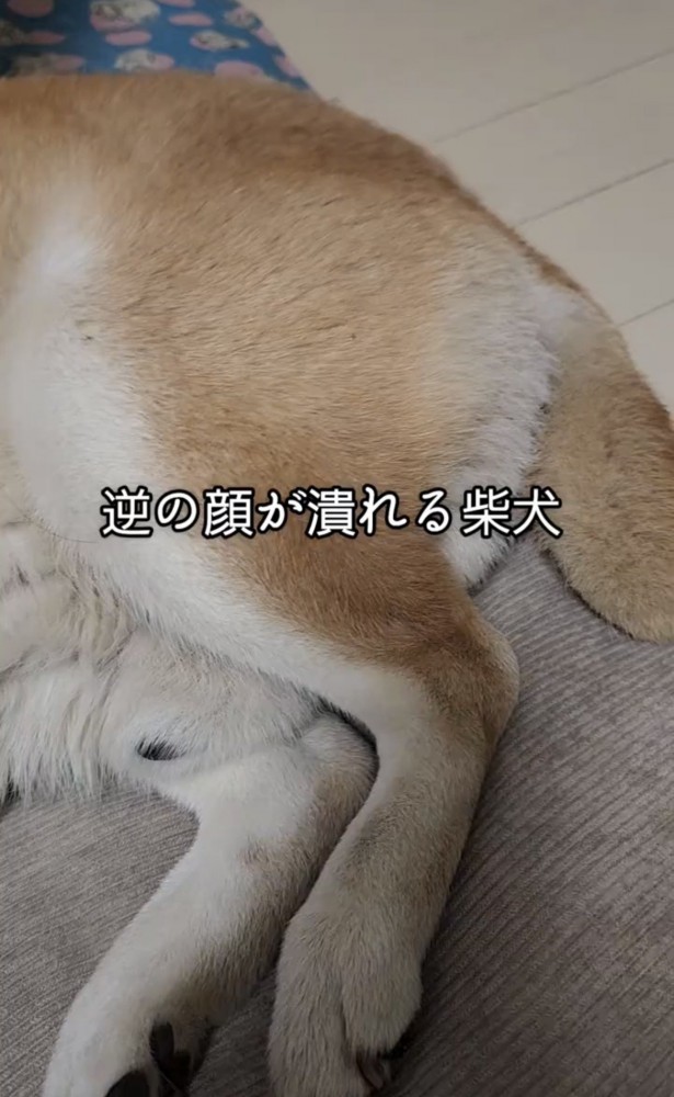 横向きに寝転がる犬の後ろ足