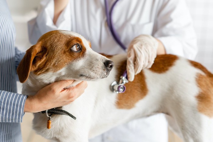 病院で聴診器を当てられている犬