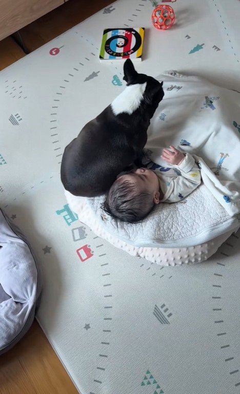 こんぶちゃんと赤ちゃん3