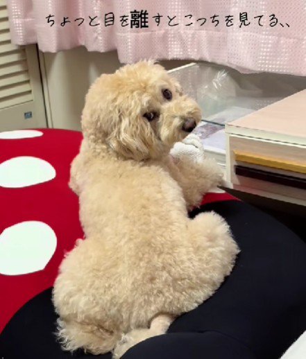 気が付くとこっちを見てる…
