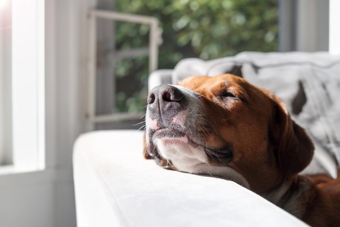 ひじ掛けにあごをのせて寝ている犬