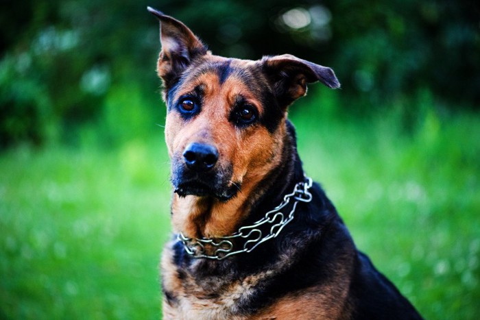 チェーンのネックレスをした犬