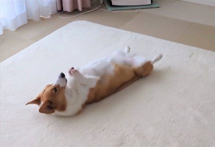 ヘソ天
