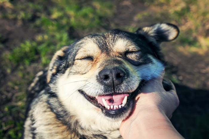 撫でられて嬉しそうな犬