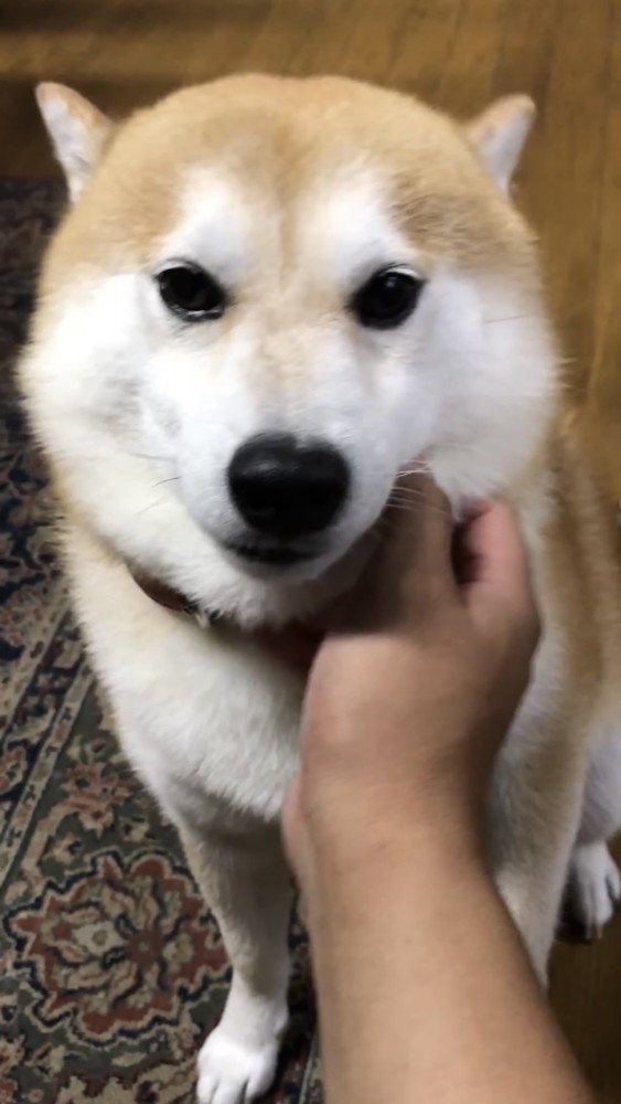 ほっぺを撫でられる犬