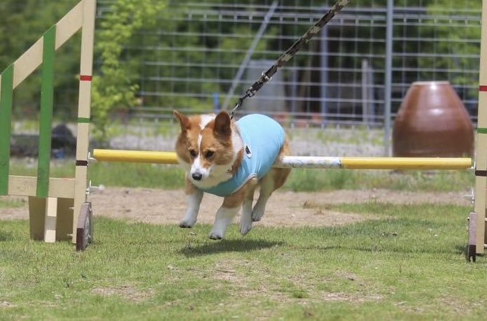 コーギー