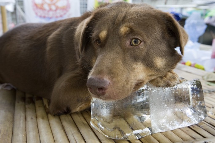 大きな氷と垂れ耳の犬