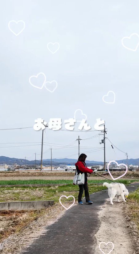 飼い主とゆっくり散歩をするおじいちゃん犬