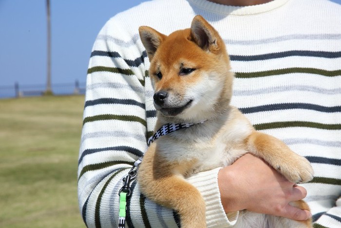 飼い主に抱っこされて外出する子犬