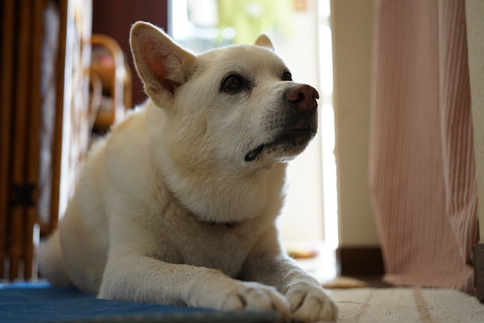 伏せて見上げる犬 