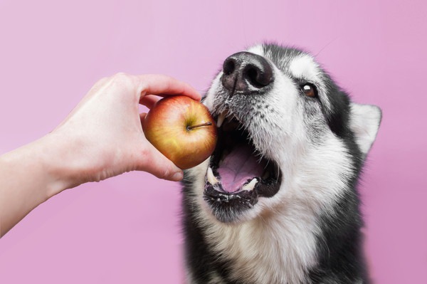 りんごを食べる犬