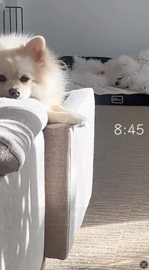 犬用ベッドの上で眠る犬