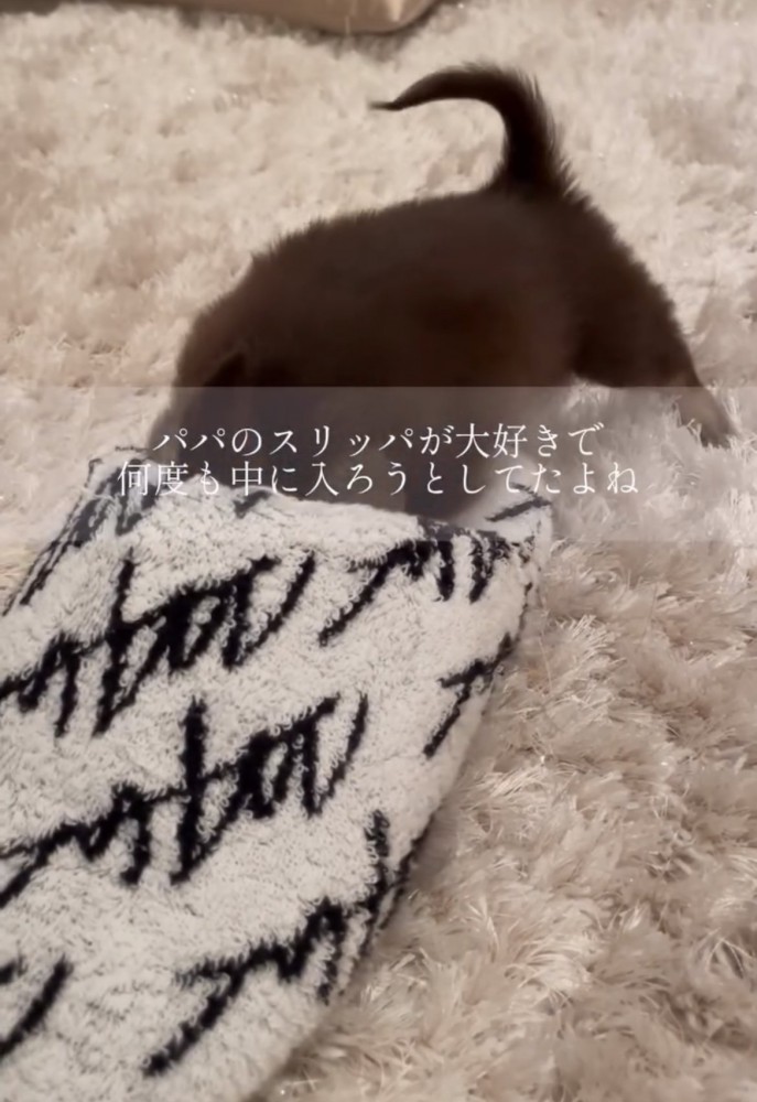 スリッパに潜ろうとする犬