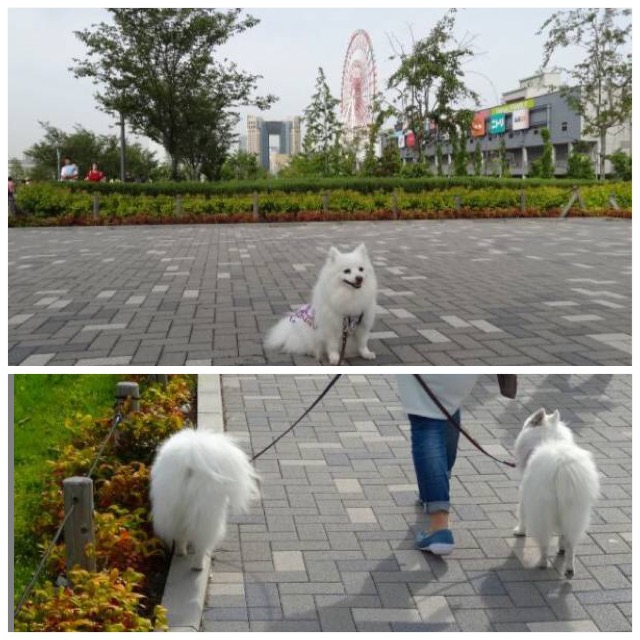 植え込みの脇の道を歩く犬