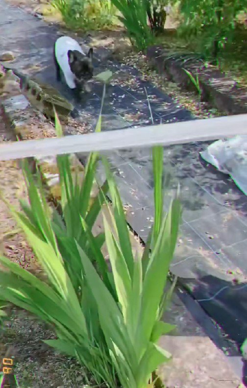 「僕も野菜採ったよ！！」