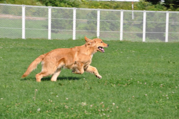 走っている犬