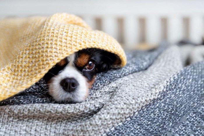 ブランケットに包まって隠れている犬