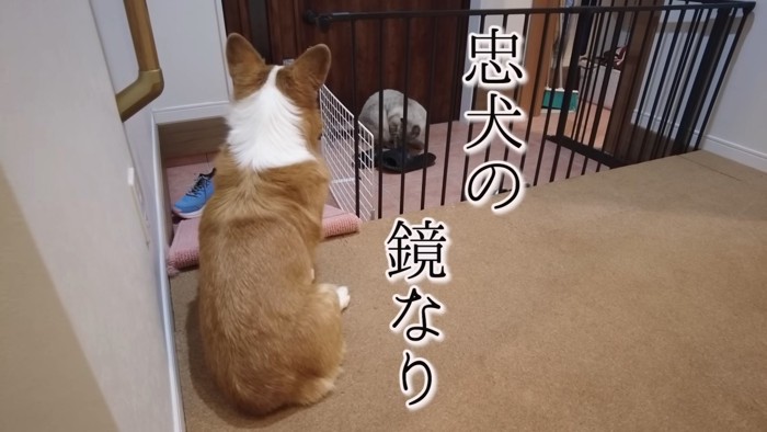 忠犬はなちゃん