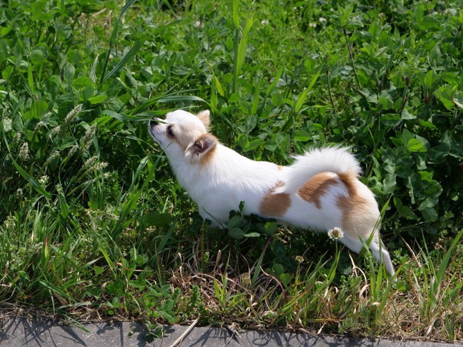 草のニオイを嗅ぐチワワ