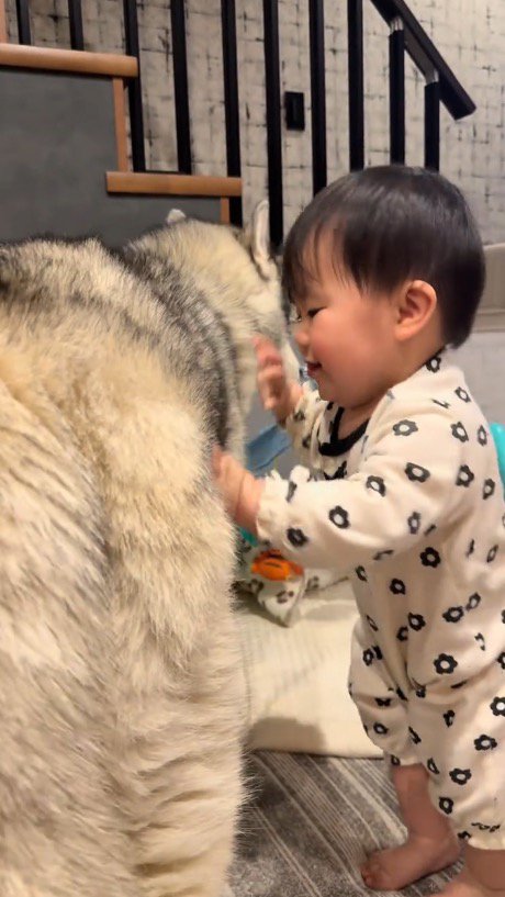 犬に手をついて立ち上がる赤ちゃん 