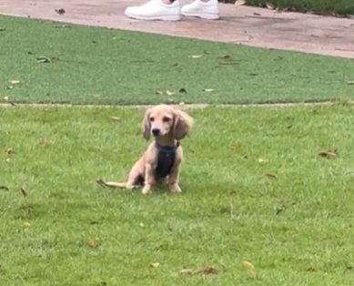 耳を立てて飼い主を探すカニヘンダックスフンド