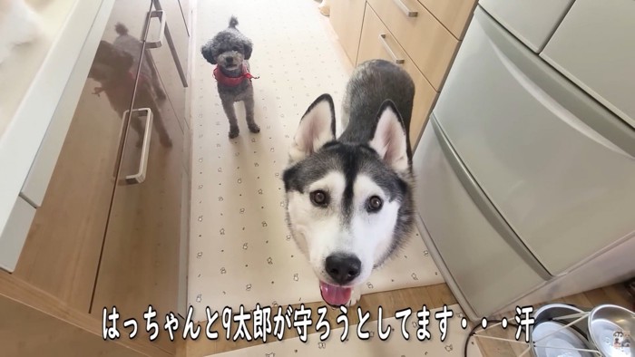 「じゅんちゃんは僕たちが守る!」