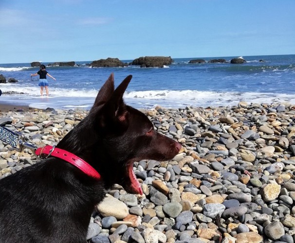 海を見て大きな口を開ける犬