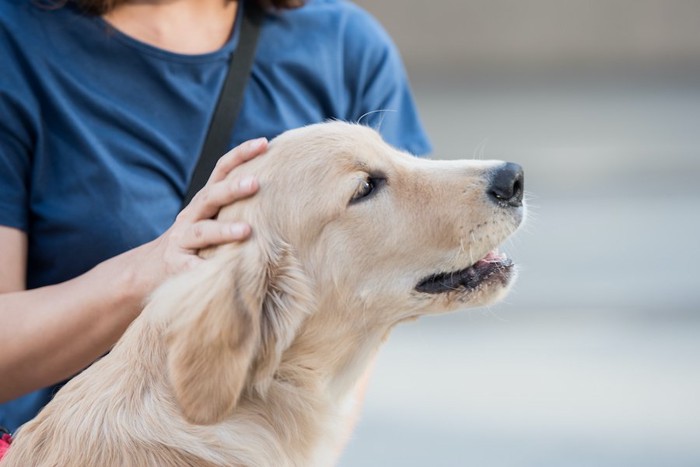 女性に頭を撫でられている犬