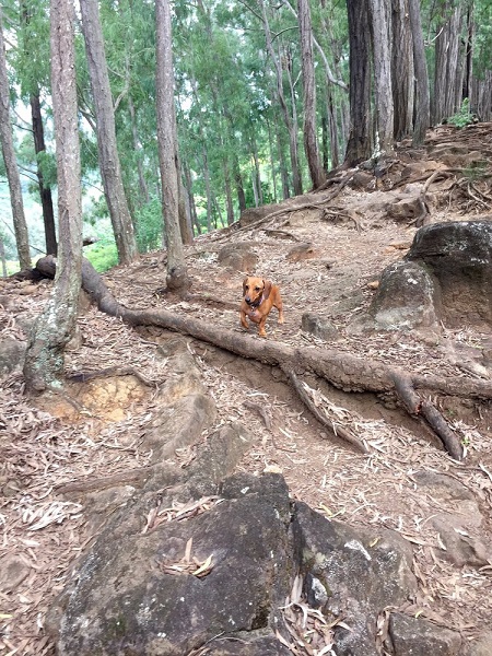 歩く犬