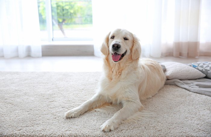 カーペットにいる可愛らしい犬