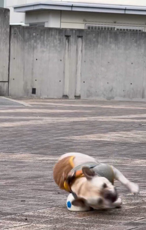 ボールの上を…