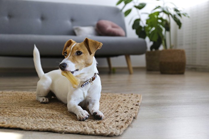 マットの上でオモチャを咥える犬