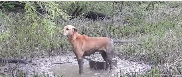 湖の犬 横から