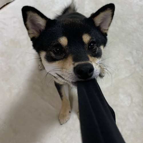 可愛すぎる